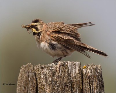 Horned Lark