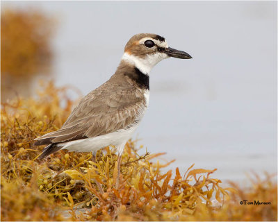 Wilsons Plover