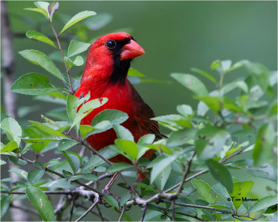  Northern Cardinal 