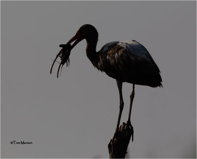 White Ibis