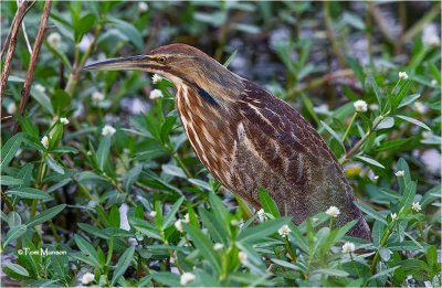 American Bittern