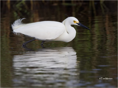  Snowy Egret 