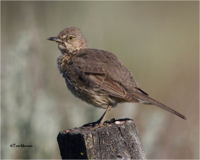 Sage Thrasher