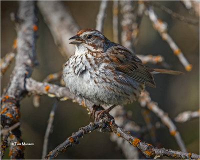 Song Sparrow (This guy is fluffed up)
