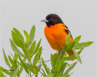 Baltimore Oriole