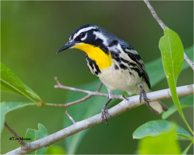  Yellow-throated Warbler 