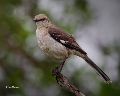 Northern Mockingbird