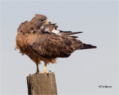 Swainson's Hawk