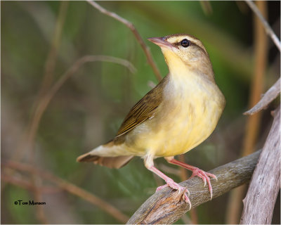 Swainsons Warbler