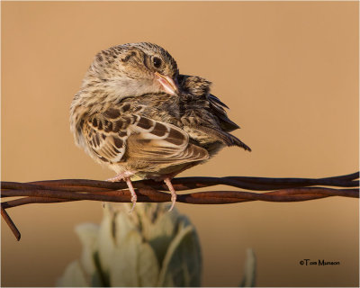Savannah Sparrow (preeening)