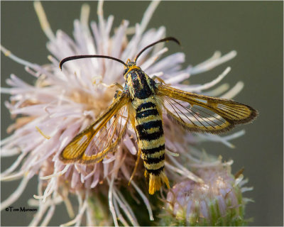  Synanthendon bibionipennis (Clearwing Moth)