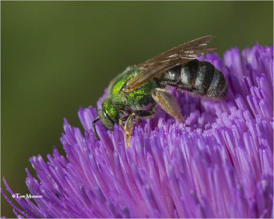  Agapostemon