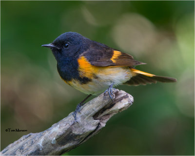  American Redstart 