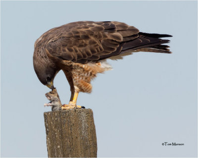 Swainson's Hawk  / Gopher (not a good day for the Gopher)