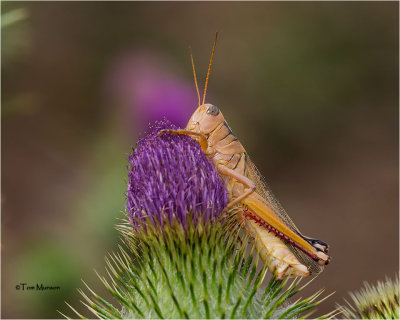 Grasshopper