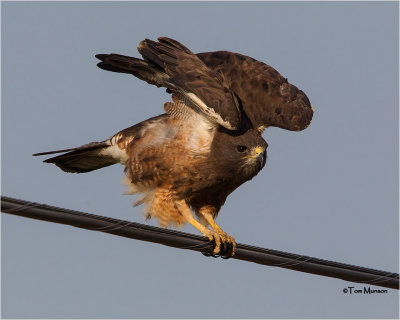 Swainson's Hawk