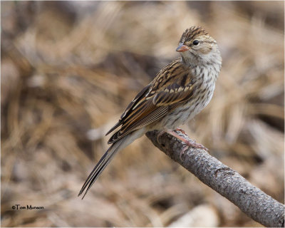  Chipping Sparrow 
