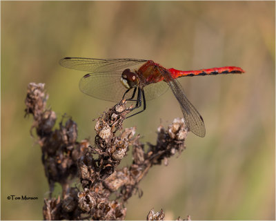 White-faced Meadowhawk