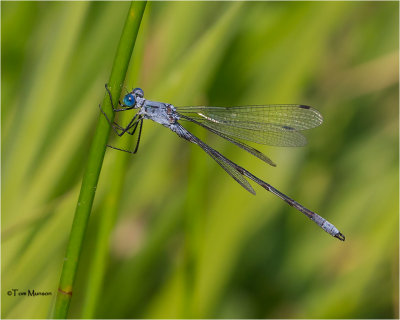  Northern Spreadwing 