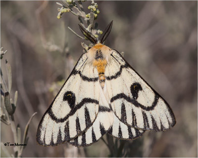  Hemileuca Hera moth 