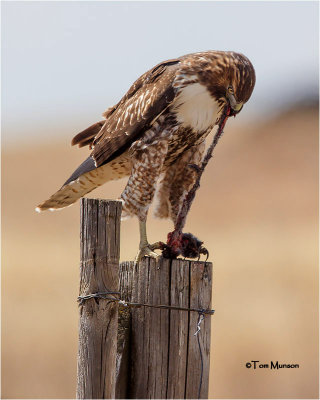  Red-tailed Hawk (how to skin a gopher)
