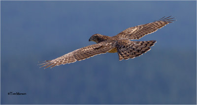  Northern Goshawk 