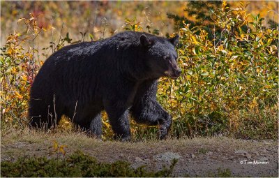  Black Bear 