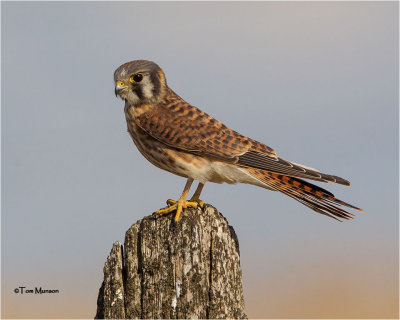  American Kestrel 