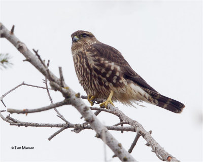  Merlin 