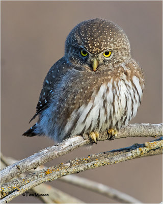  Pygmy Owl 