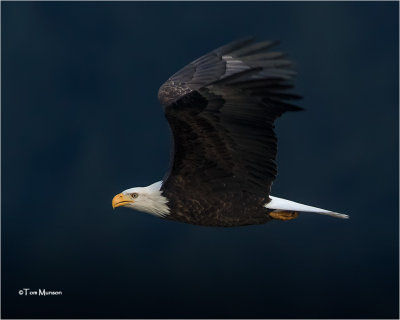  Bald Eagle 