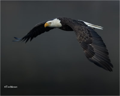  Bald Eagle 