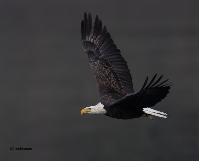  Bald Eagle 