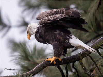 Bald Eagle