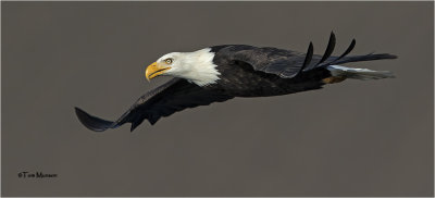  Bald Eagle 