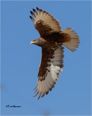  Ferruginous Hawk  (dark Morph)