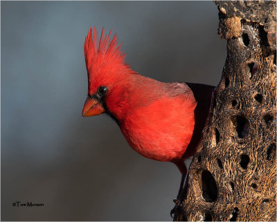  Northern Cardinal 