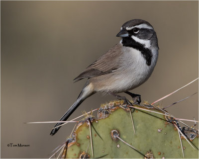  Black-throated-Sparrow 
