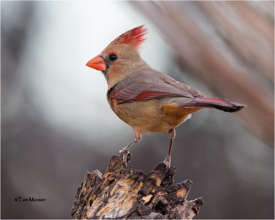  Northern Cardinal 