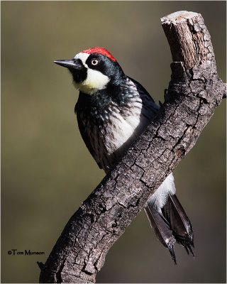  Acorn Woodpecker 