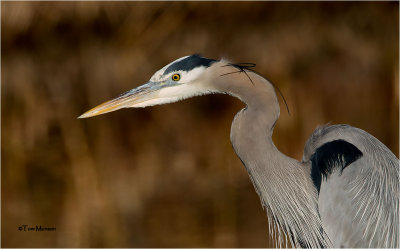  Great Blue Heron 