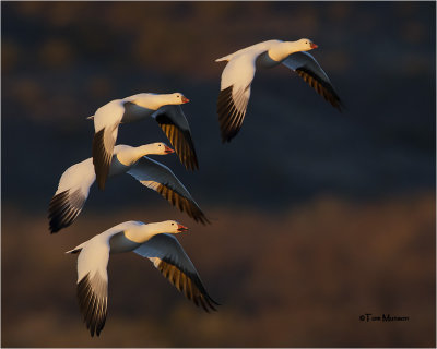  Ross's- Snow Geese 