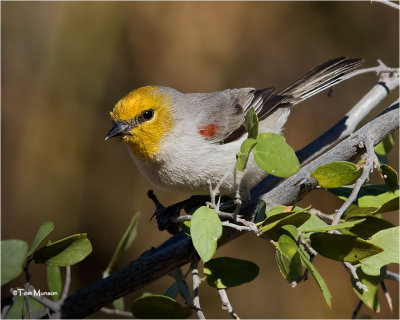  Verdin 