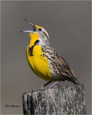  Western Meadowlark 