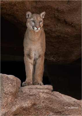  Cougar   (Captive)