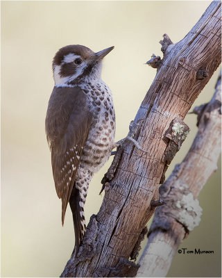 Arizona Woodpecker  (female)