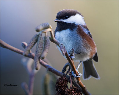  Chestnut-backed Chickadee 