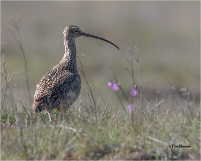 Long-billed Curlew 