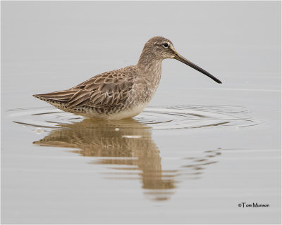 Long-billed Dowitcher