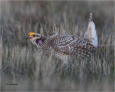 Sharp-tailed Grouse